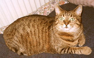 Garfield als Unschuldsengel