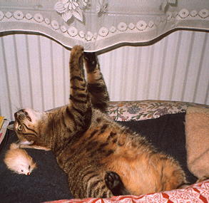 Garfield - gleich passiert's