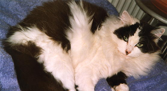 Mini verrupft und mit Kampfspuren auf der Nase