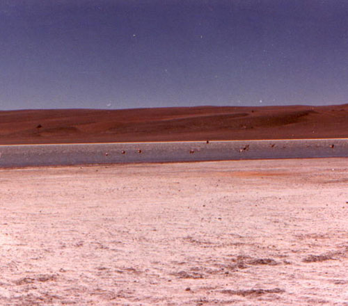 Sodasee